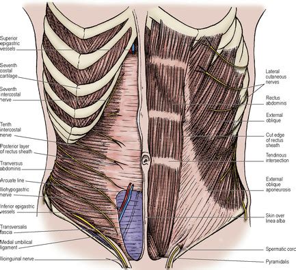 Abdomen | Basicmedical Key