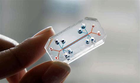 The Organ-on-a-Chip Revolution Is Here | The MIT Press Reader