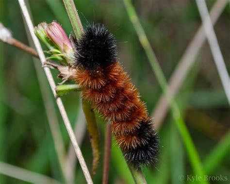 On the Subject of Nature: Caterpillars of the Fuzzy Variety