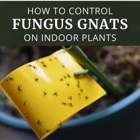 How to Control Fungus Gnats on Indoor Plants - Longfield Gardens