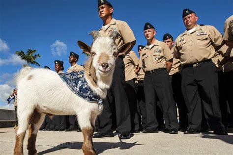 Naval Academy Embraces the Goat in New Mascot-Inspired Uniform ...