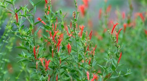 Hummingbird Bush: How To Grow Flame Acanthus