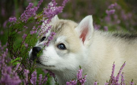 animals, Dogs, Babies, Puppy, Cute, Eyes, Flowers Wallpapers HD / Desktop and Mobile Backgrounds