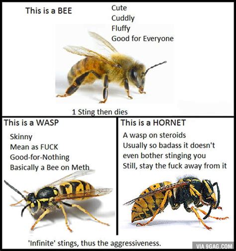 I thought this was needed after the Bumblebee vs. Wasp picture. - 9GAG