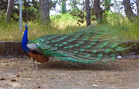 Definitive Guide To Indian Peafowl Facts, Habitat, Conservation Status ...