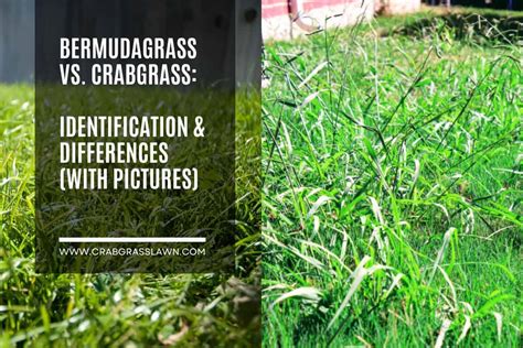 Bermuda Grass vs. Crabgrass: Identification & Differences (With Pictures) (2024) | CrabgrassLawn