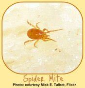 Spider Mites
