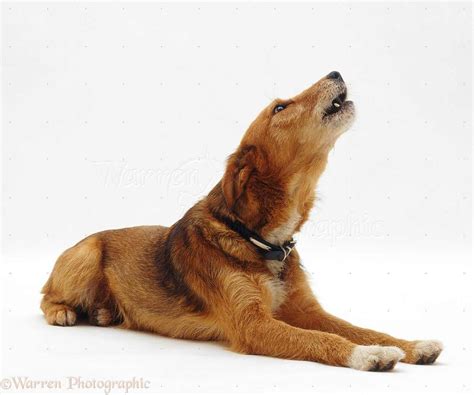 Dog Howling PNG Transparent Dog Howling.PNG Images. | PlusPNG