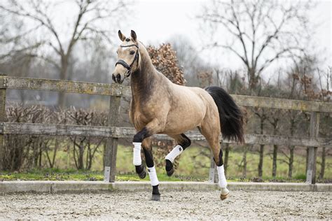 Kinskystable | studfarm | palomino | cremello – palomino warmblood ...