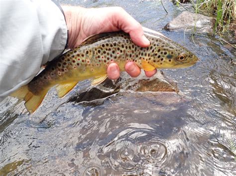 South Platte River | Dave Weller's Fly Fishing Blog