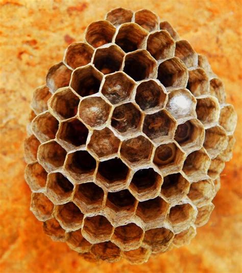 Premium Photo | A close up of a wasp nest with a white spot in the middle.