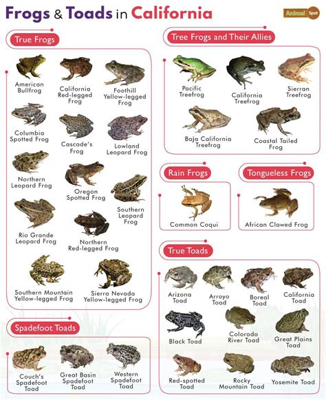 List of Frogs and Toads Found in California with Pictures