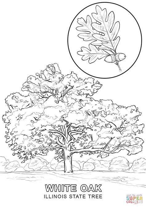 Illinois State Tree coloring page | Free Printable Coloring Pages