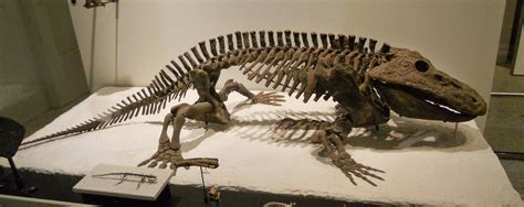 Prehistoric Beast of the Week: Eryops: Prehistoric Animal of the Week