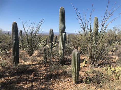 Hiking in the Sonoran Desert, Tucson, Arizona | TGO Magazine