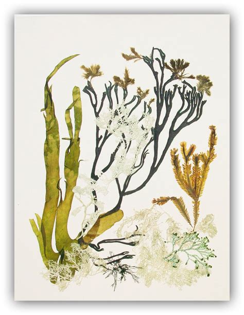 Seaweed art Pressed seaweeds MADE TO ORDER Natural seaweed