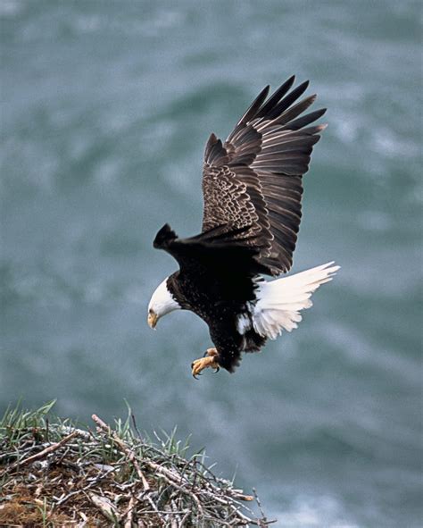 Bald Eagle flying free image | Peakpx