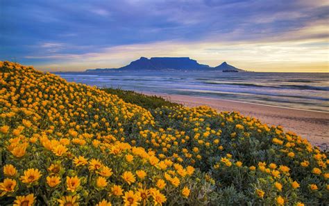 Spring Yellow Coastal Flowers Sandy Beach Sea Waves Cape Town South Africa Landscapes Nature ...