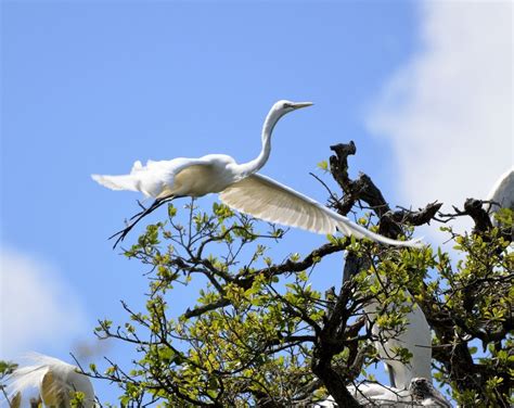 Flying white heron bird in the wildlife free image download