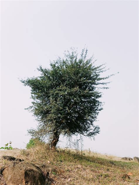 Vachellia plant - PixaHive