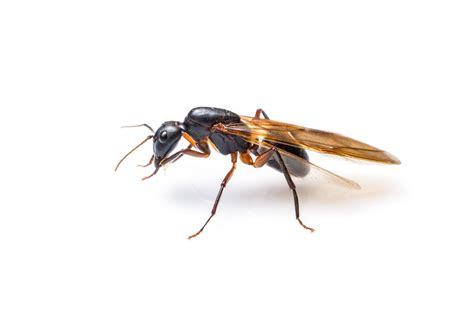 How To Get Rid Of Flying Ants In Your Home, According To Pros | lupon.gov.ph