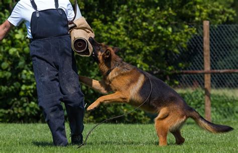 How To Become A Dog Handler In The Police - Temporaryatmosphere32