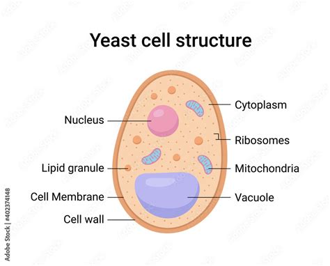 Vector illustration of Yeast cell structure. Educational diagram Stock ...