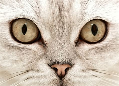 Eyelid Protrusion ('Cherry Eye') in Cats | PetMD