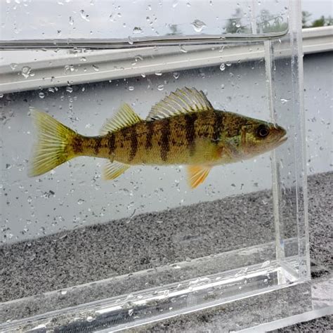 List of Perch Species 2023 [ID + Pictures] - Pond Informer