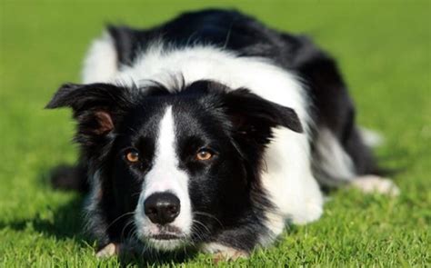 Border Collie Dog Breed Temperament And Personality - Shy but Energetic