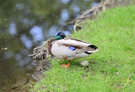 Mallard Duck with egg stock image. Image of colour, duck - 96938467