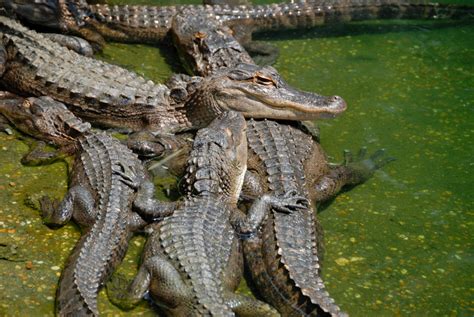 Free Images : swamp, wildlife, predator, reptile, fauna, vertebrate ...