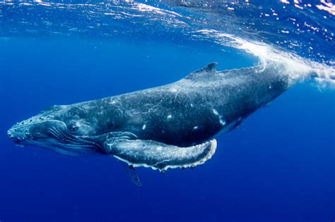 Whale Watching Tonga | Tonga Tours - Jones Travel & Tours