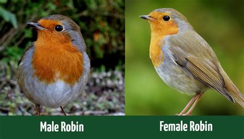 Male vs. Female Robins: How to Tell the Difference - Optics Mag