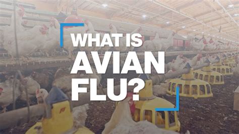 What is avian flu? Video - ABC News