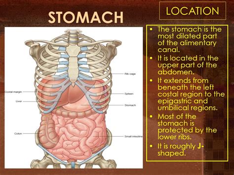 Rash under folds of stomach: Causes, symptoms, pictures, and treatment