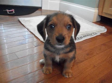 Borkie (Beagle x Yorkie Mix) Information, Temperament, Puppies, Pictures