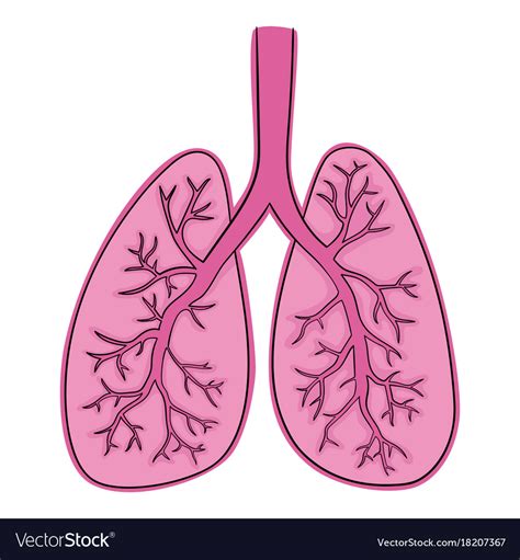 Lungs doodle drawing of Royalty Free Vector Image