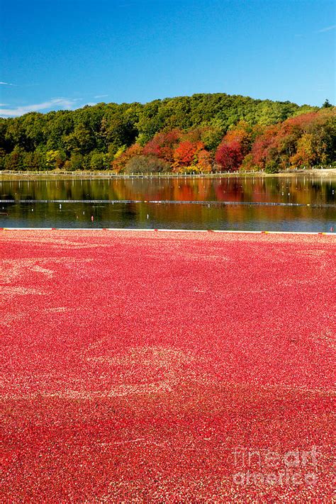 Cape Cod Cranberry Bog Photograph by Matt Suess - Fine Art America