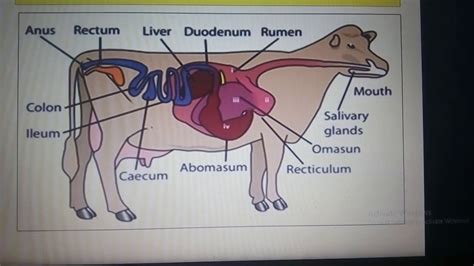 Ruminant Digestive System In Order