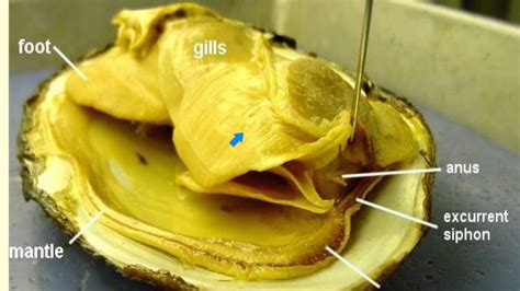 Clam External Anatomy Diagram