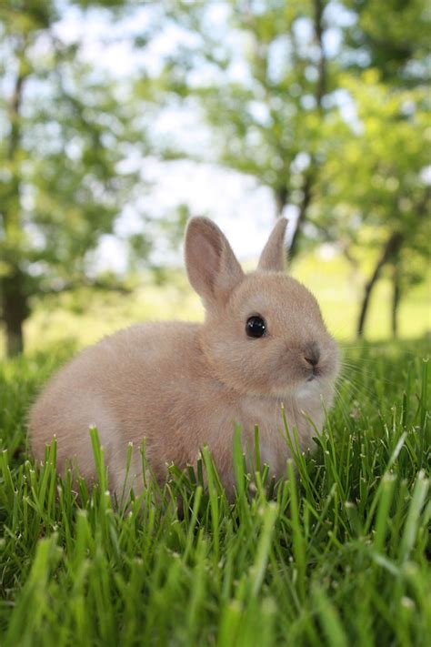 Netherland Dwarf Rabbit - Top Facts & Breed Guide