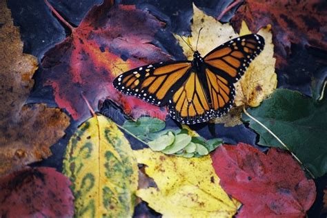 Fall Butterfly stock photo. Image of leaves, fall, color - 14045994