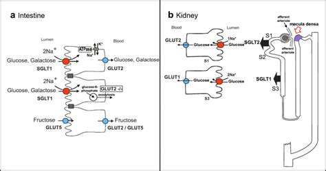 Na⁺/glucose cotransporters in the intestine (a) and kidney (b). SGLT1,... | Download Scientific ...