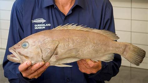 New grouper fish species found at market, Queensland Museum says - ABC News