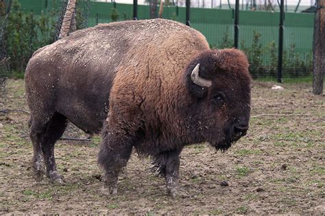 American bison - Safari Ravenna loc. Mirabilandia