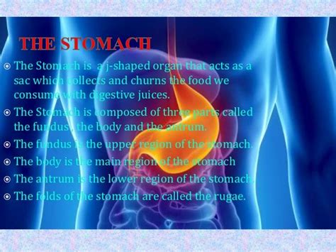 The stomach and its function