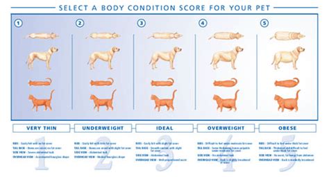 A Cat's Guide To Weight Loss