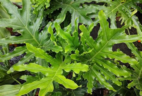 Philodendron Selloum Care - 8 Pro Tips From the Experts