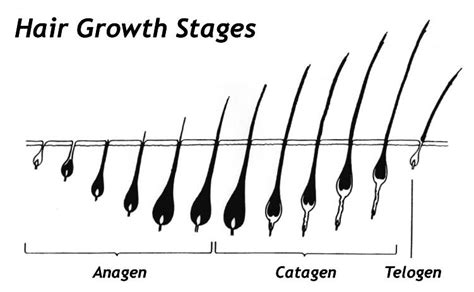 What Are The Stages Of Natural Hair Growth? - For Long, Healthy Natural Kinky and Curly Hair ...